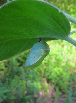 Goatweed Leafwing chrysalis